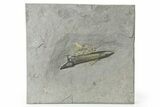 Pyritized Fossil Belemnite (Acrocoelites) - Germany #264592-1